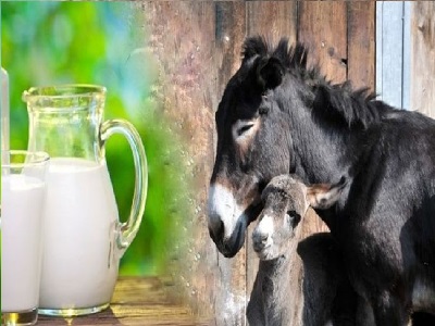 طرح پرورش الاغ شیری