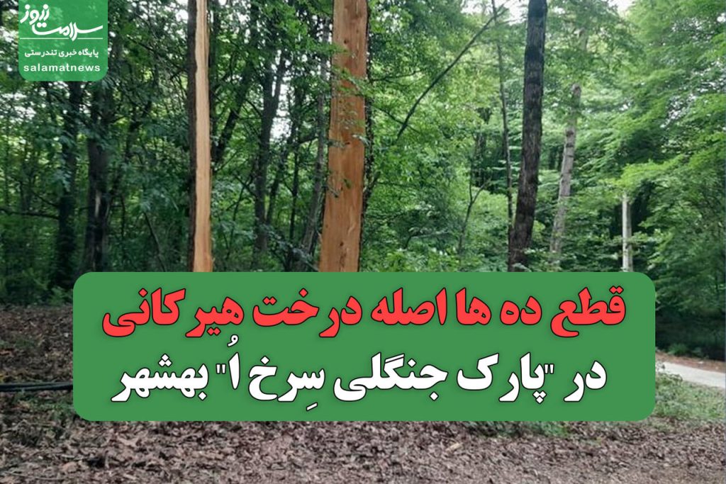 قطع ده ها اصله درخت هیرکانی در "پارک جنگلی سِرخ اُ" بهشهر